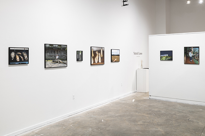 Installation view of Sullivan Sweet’s Natural Causes exhibition with framed photographs arranged across two white gallery walls.