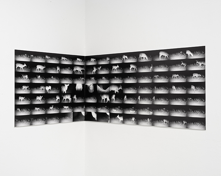 Natural Causes installation detail of a large two-wall grid of black-and-white trail-camera photographs of deer at night.