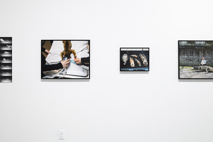 Natural Causes installation detail with veterinary, preserved-bird, and alligator photographs mounted without glass.