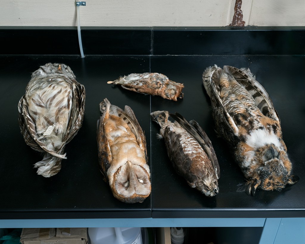 Natural Causes photograph of preserved owl and bird specimens laid on a black laboratory counter.