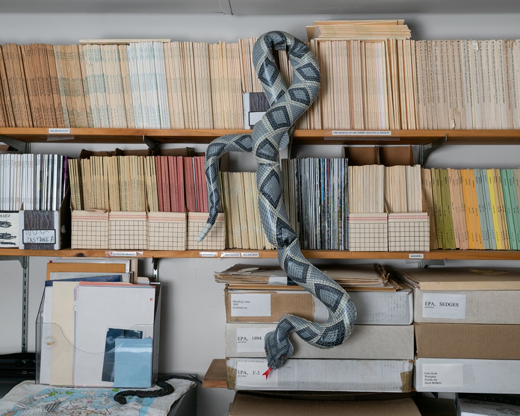 Natural Causes photograph by Sullivan Sweet of an inflatable plastic snake winding across shelves of books, journals, and archival boxes.