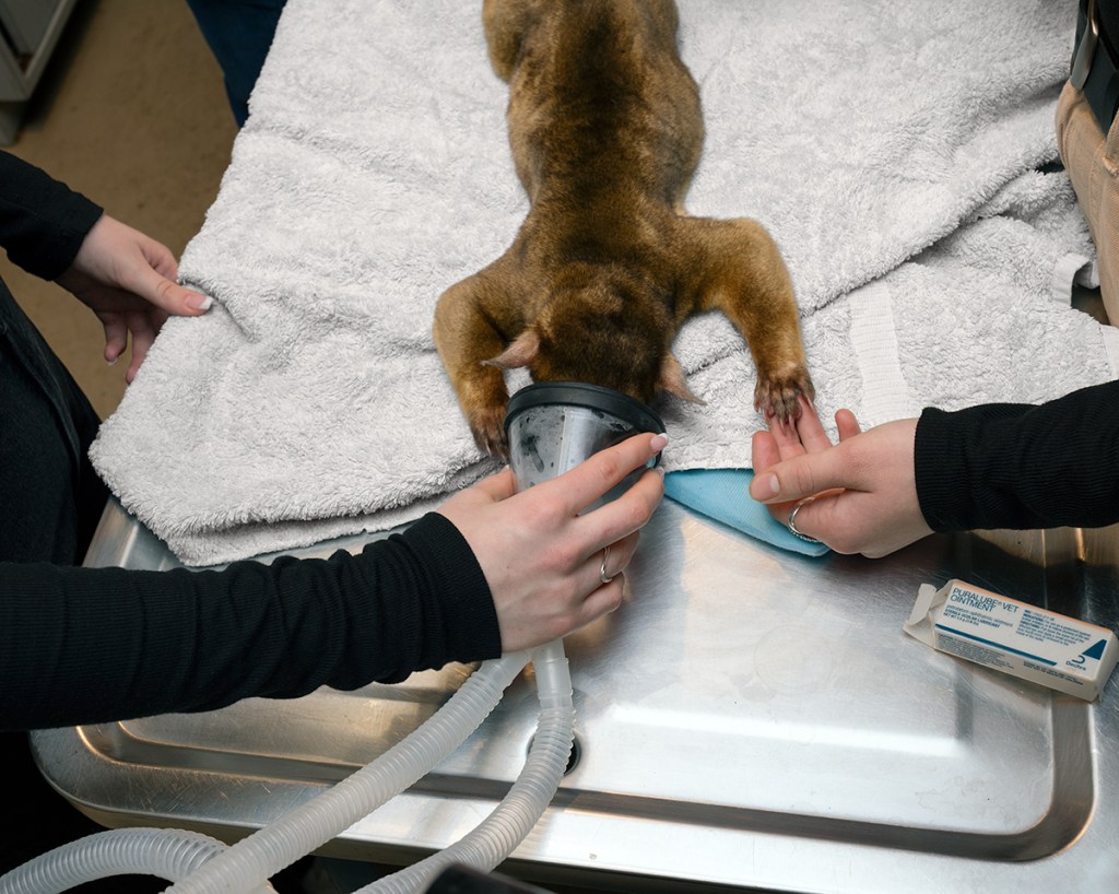 Natural Causes photograph of veterinary staff anesthetizing a small brown mammal on a stainless-steel examination table.